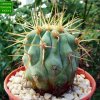 Copiapoa _cinerea_ ssp._haseltoniana 'gigantea' KK614_ 04